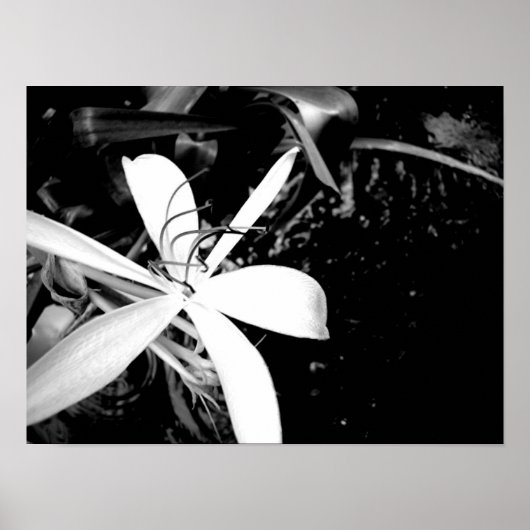 ポンドリリー ポスター (正面)