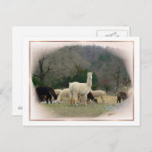 ポンパドール夫人はがき ポストカード (正面/裏面)