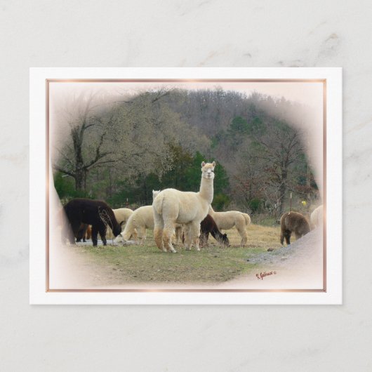 ポンパドール夫人はがき ポストカード (正面)