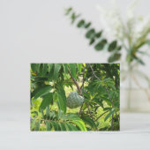 ポンメカネレ – マルティニケ， FWI ポストカード (スタンド正面)