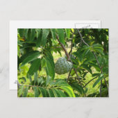 ポンメカネレ – マルティニケ， FWI ポストカード (正面/裏面)