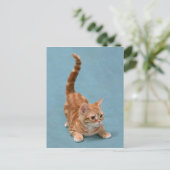 ポン引き子猫 ポストカード (スタンド正面)