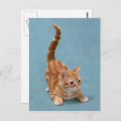 ポン引き子猫 ポストカード (正面/裏面)
