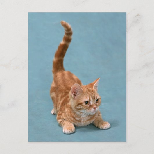 ポン引き子猫 ポストカード (正面)