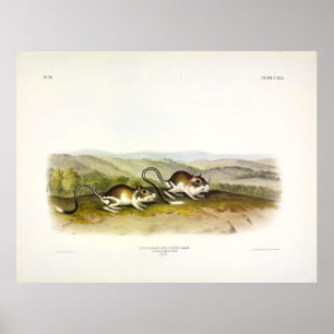 ポークジェルボアマウス(カンガルーネズミ)by Audubon ポスター