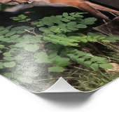 ポーシングレッドキツネフォトプリント フォトプリント            (角)