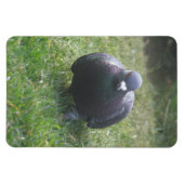 ポージング鳩プレミアムマグネット マグネット (横)