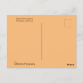 ポーズの中のハチドリ素晴らしドリ ポストカード (裏面)