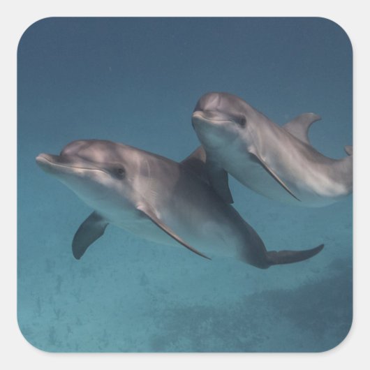 ポーズよくはしゃぐ スクエアシール (正面)