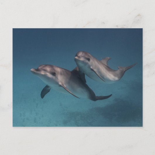 ポーズよくはしゃぐ ポストカード (正面)