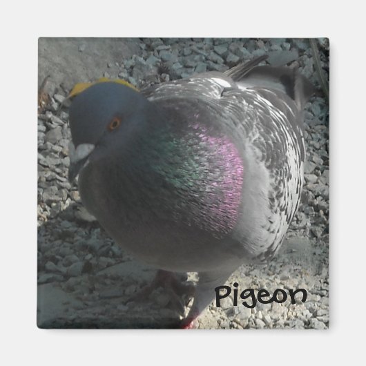 ポーズをとる鳩 マグネット (正面)