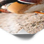 ポーズ付きの木のアヒルのドレイク フォトプリント (角)