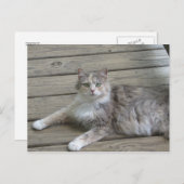 ポーズ付けグレー猫 ポストカード (正面/裏面)