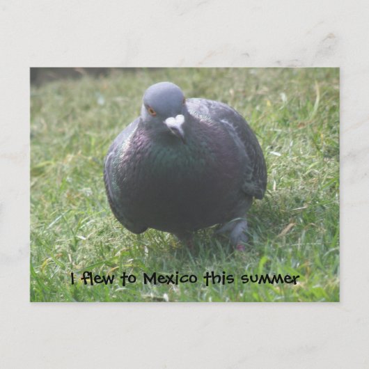 ポーズ付けハトカスタムン葉書 ポストカード (正面)