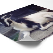 ポーズ付けヤギ ポスター (角)