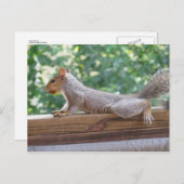 ポーズ付けリス ポストカード (正面/裏面)