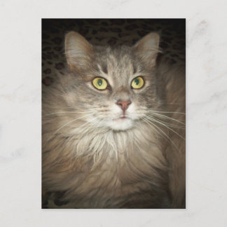 ポーズ ポストカード