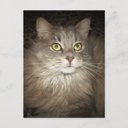 ポーズ ポストカード (正面)