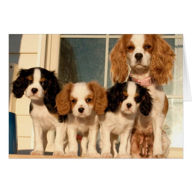 ポーチの子犬 (正面横)