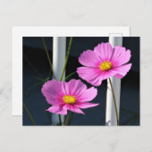 ポーチの手すりを通る2つのピンクのコスモス ポストカード (正面/裏面)