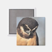 ポートを見下ろすメガネフクロウ怒の閉じ込め マグネット (正面/裏面)