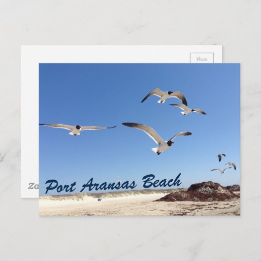 ポートアランサスビーチシーガルかわいらし撮影 ポストカード (正面/裏面)