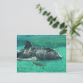 ポートジャクソンシャーク ポストカード (スタンド正面)