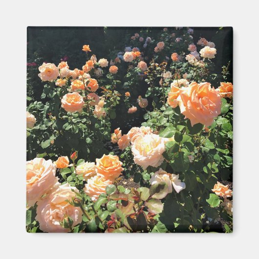 ポートランドバラガーデンOR マグネット (正面)