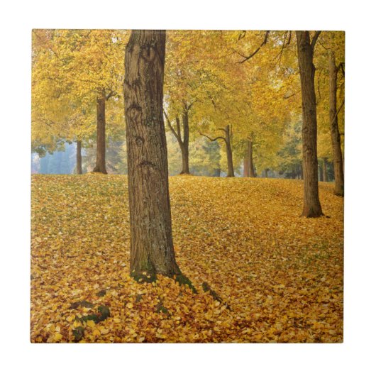 ポートランド、オレゴン州、米国。アメリカン·リンデン·ツリーズ タイル (正面)