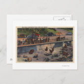 ポートランド、ORBear Dens in Washington Park ポストカード (正面/裏面)