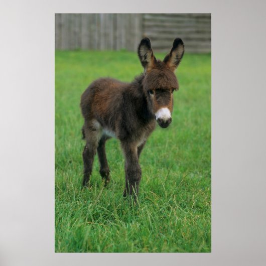 ポートレット、デルコッペルのZwergesel、Esel ポスター (正面)