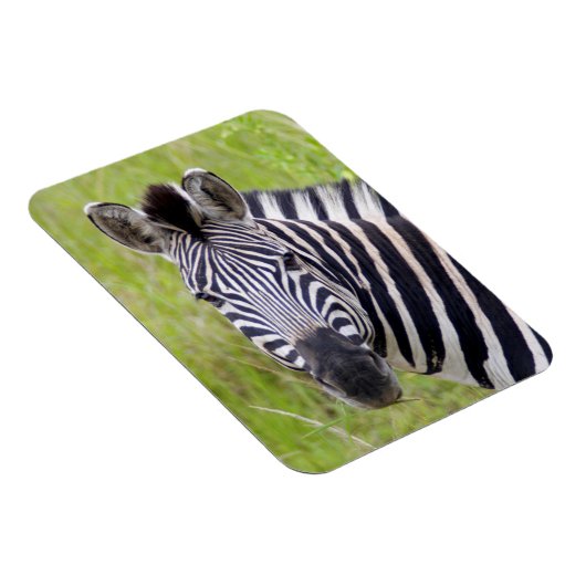 ポートレートのプレインズゼブラ,フルュー – ウンフロジゲーム マグネット (右側)