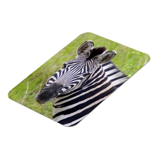 ポートレートのプレインズゼブラ,フルュー – ウンフロジゲーム マグネット (左側)