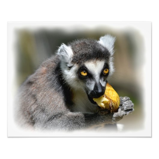 ポートレートのリングテイルムール食べ物のバナナ フォトプリント            (正面)