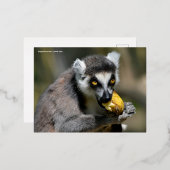 ポートレートのリングテイルムール食べ物のバナナ 箔シーズンポストカード (正面/裏面)