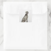 ポートレートのワイマラーナー スクエアシール (バッグ)