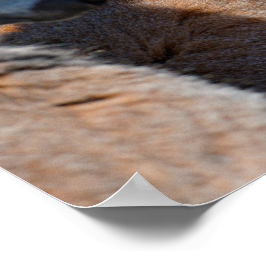 ポートレートの尾の付いた動物 ポスター (角)