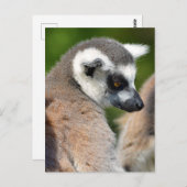 ポートレートの尾の付いた動物 ポストカード (正面/裏面)