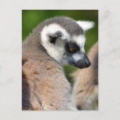 ポートレートの尾の付いた動物 ポストカード (正面)