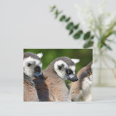 ポートレートの尾の付いた動物 ポストカード (スタンド正面)