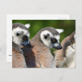 ポートレートの尾の付いた動物 ポストカード (正面/裏面)