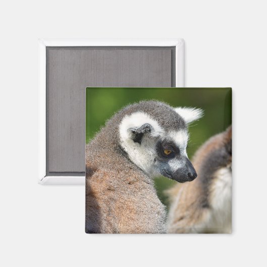 ポートレートの尾の付いた動物 マグネット (正面/裏面)