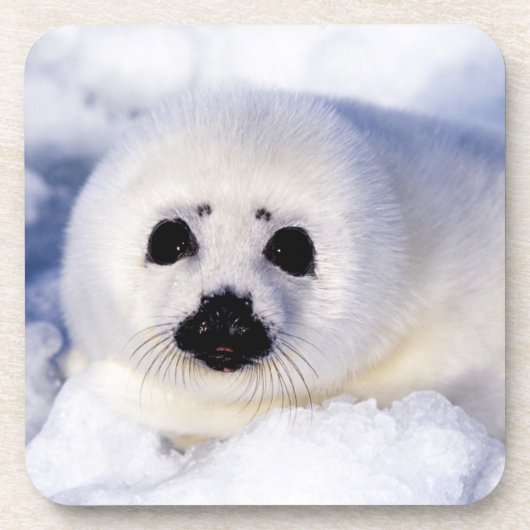 ポートレートの竪琴 コースター (正面)