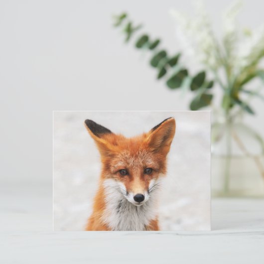 ポートレートの美しい目をしたかわいい野生の赤い狐 ポストカード (スタンド正面)