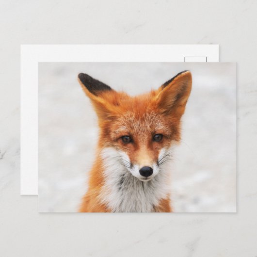 ポートレートの美しい目をしたかわいい野生の赤い狐 ポストカード (正面/裏面)