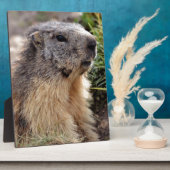 ポートレートアルパインマーモット フォトプラーク (側面)