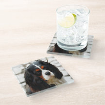 ポートレートオブザキングチャールズカバリエスパニエル犬