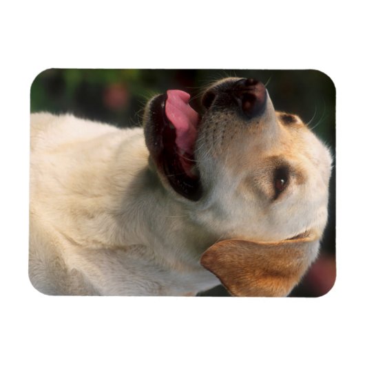 ポートレートオブラブラドールレトリエバーヒルトン マグネット (横)