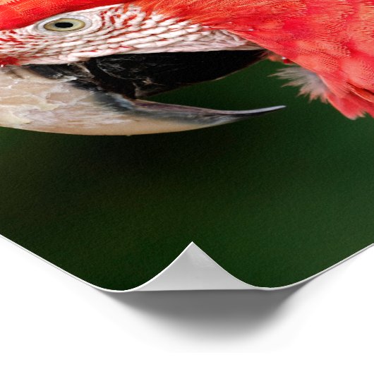 ポートレートグリーンウィングマコーフォイルの休日はがき ポスター (角)