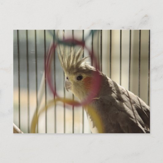 ポートレートスルーリングや輪 ポストカード (正面)